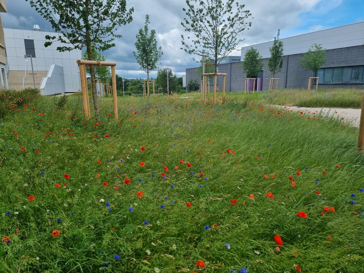 Aménagements paysagers