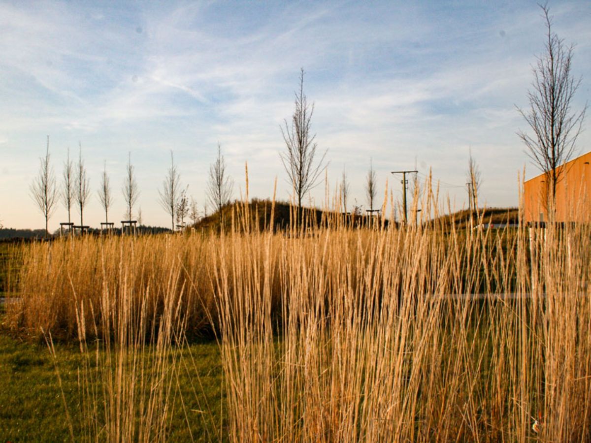 Centre commercial Cactus à Redange