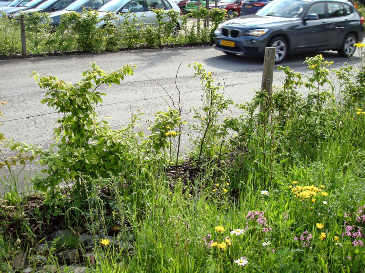 Centre commercial Cactus à Redange