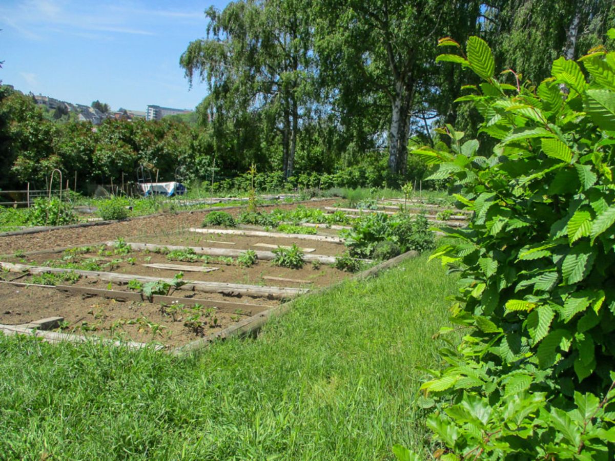 Jardin commun à Luxembourg